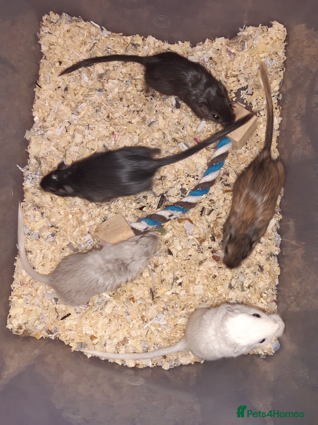 Gerbil rodents for sale: Super friendly gerbils from hobby breeder  - Image 31