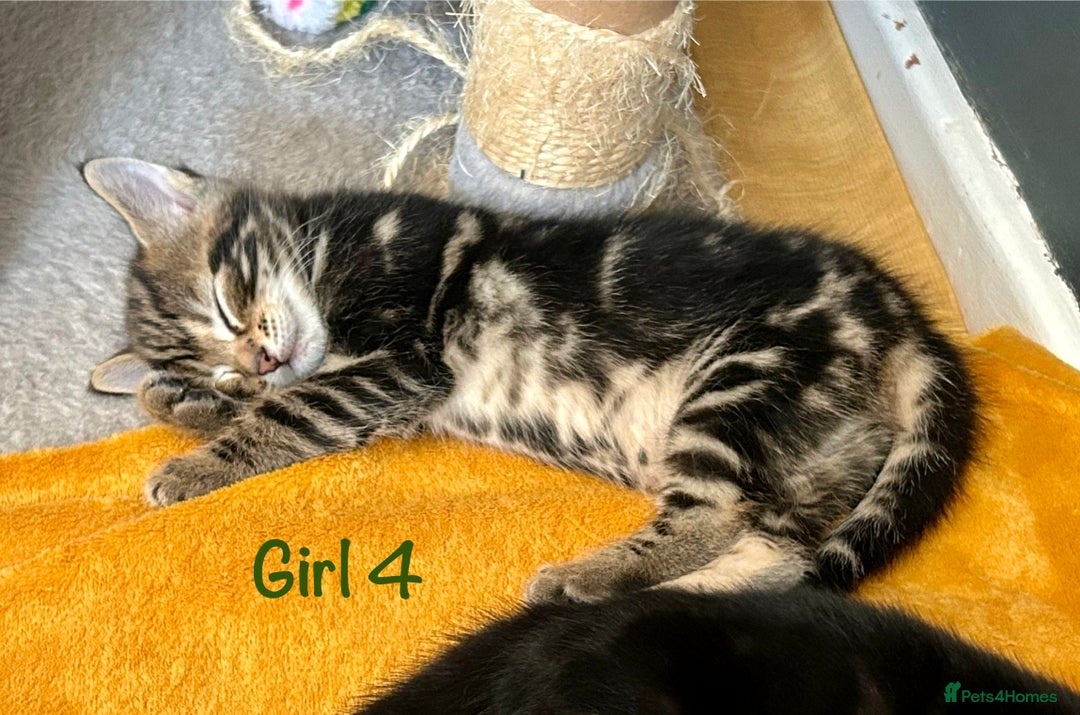 Bengal cats for sale: 3/4 Bengal - cross kittens  - Image 16