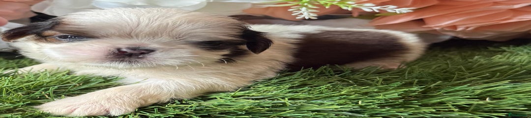 Shih Tzu Puppy 3