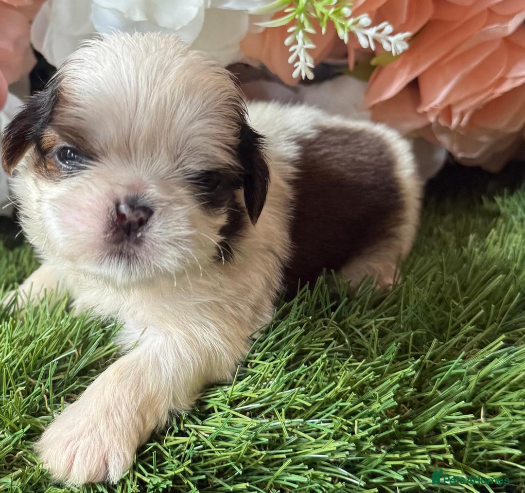 Shih Tzu dogs for sale: Kc various colour Shih Tzu 14 dna health tested  - Image 8