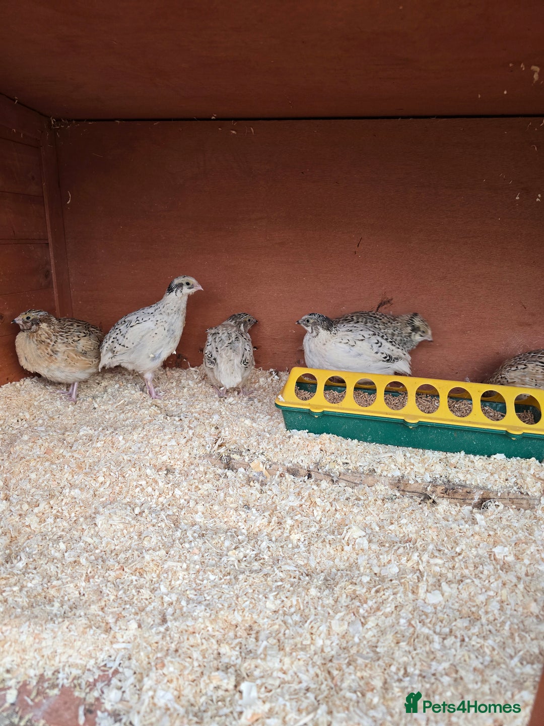 Mixed Breed birds for sale: Coturnix quail free to good home  in Middlesbrough - Image 5