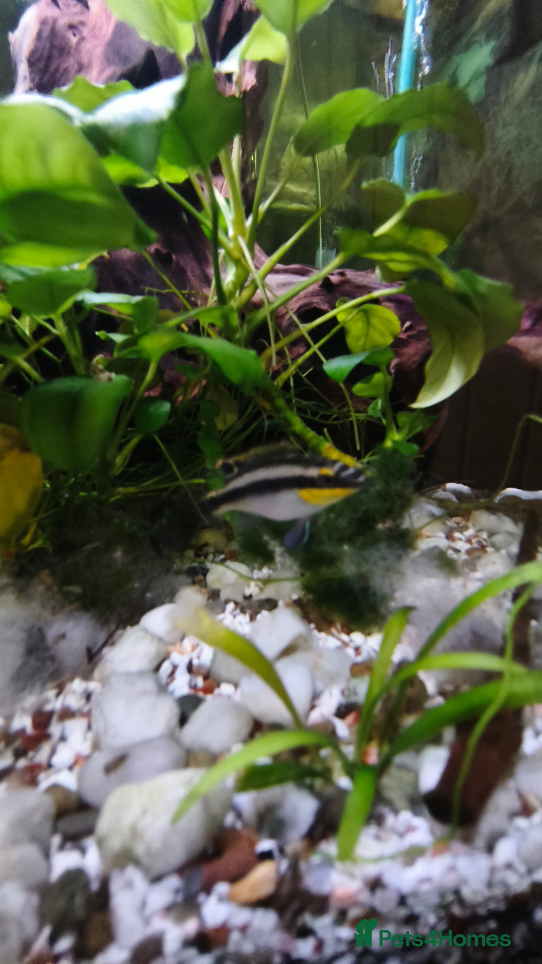 Plecos fish for sale: Albino Pleco x 3 male; male and female kribensis - Advert 2