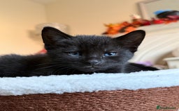 Russian Blue cats for sale: Last Russian Cross Kitten For Sale  - Image 1