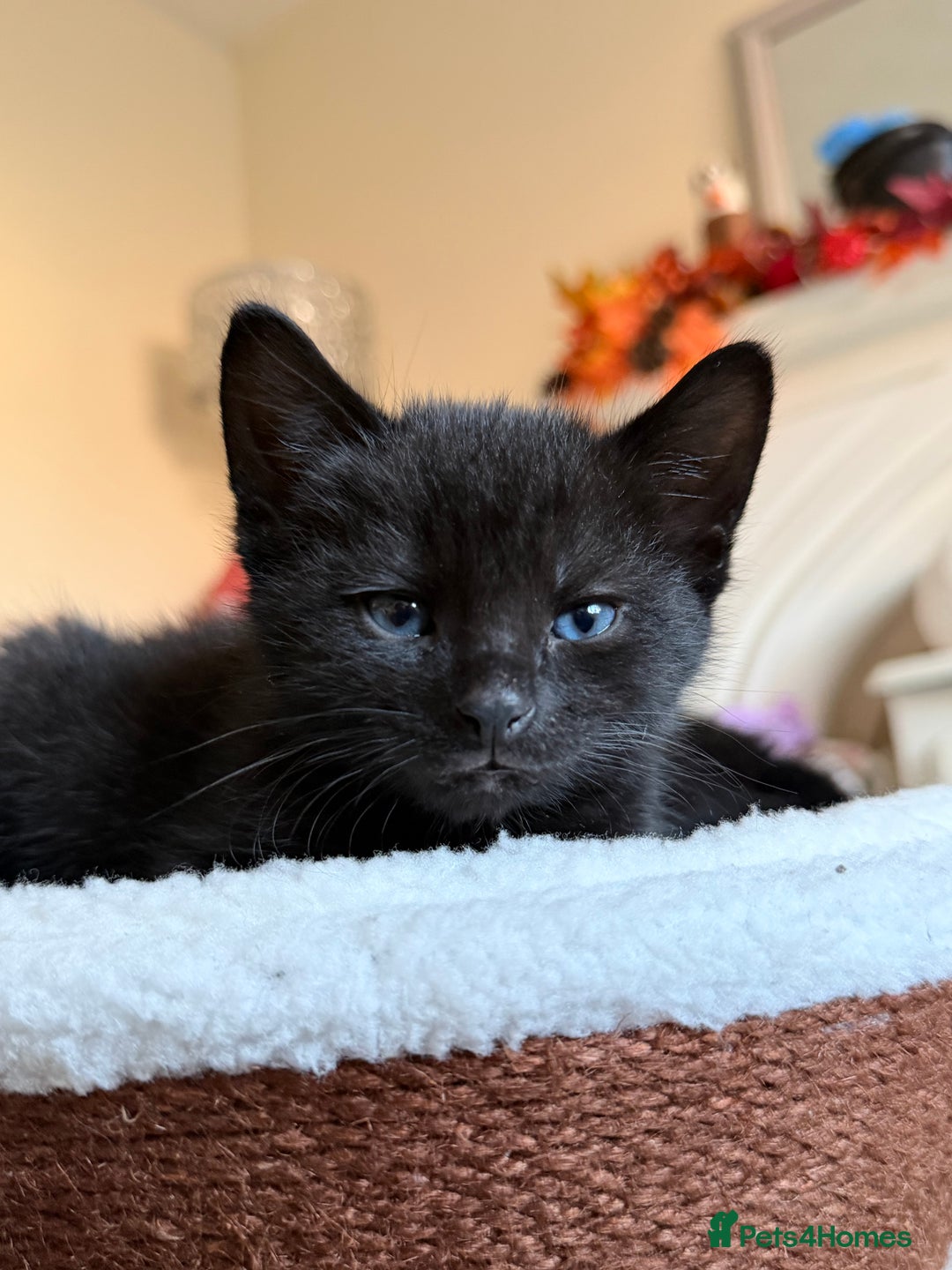 Russian Blue cats for sale: Last Russian Cross Kitten For Sale  - Image 1