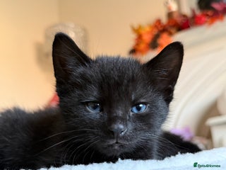 Russian Blue cats for sale - Advert 1