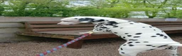 Dalmatian dogs for sale: Nila a lovely Dalmatian needs a good home in Worcester - Advert 5