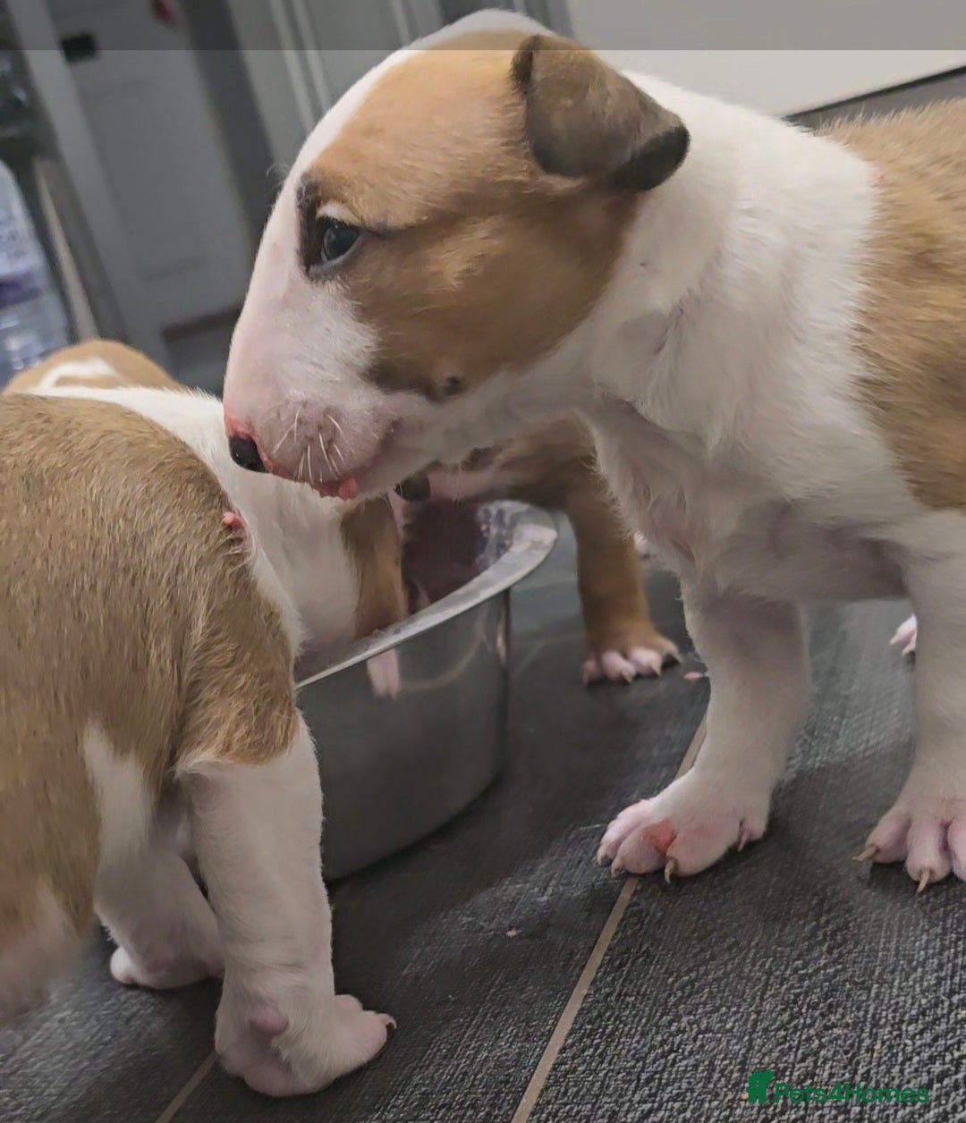 English Bull Terrier dogs for sale: Top Quality health tested champions lines - Image 14