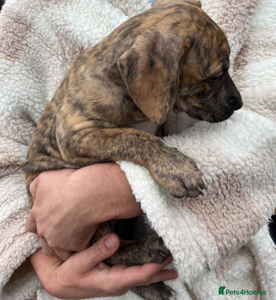 Staffordshire Bull Terrier dogs for sale: Beautiful Staffy pups - Image 15