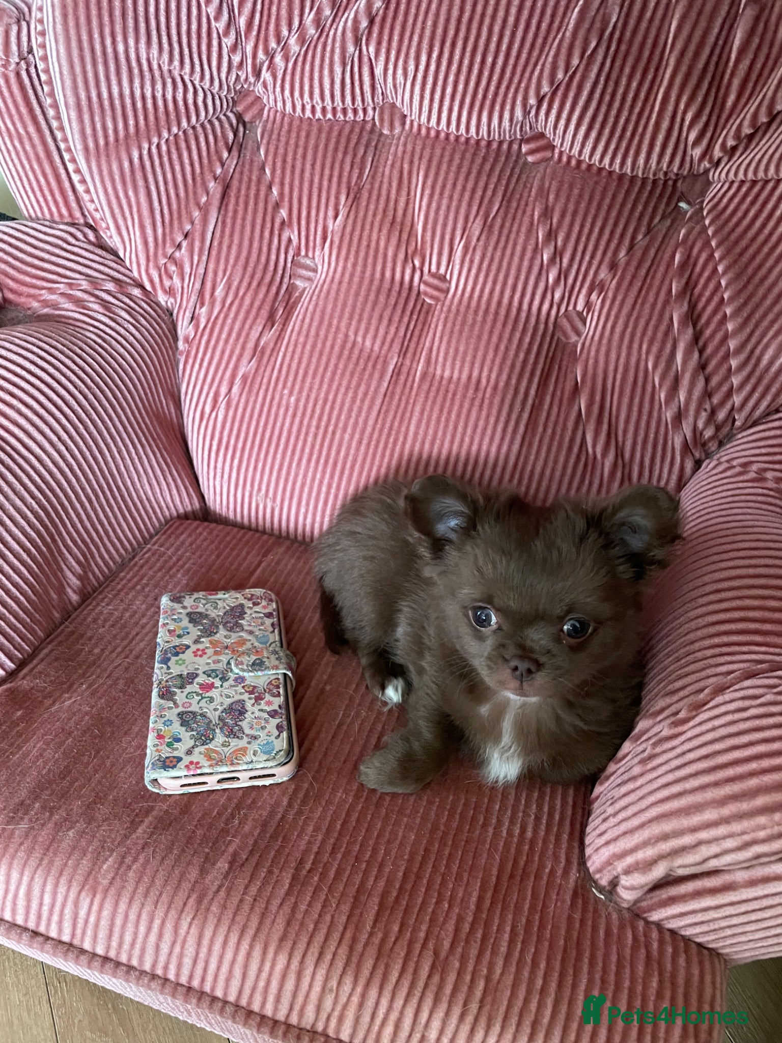 Chihuahua dogs Long-Haired Auburn Apple Head Chihuahua Puppies - Advert 2