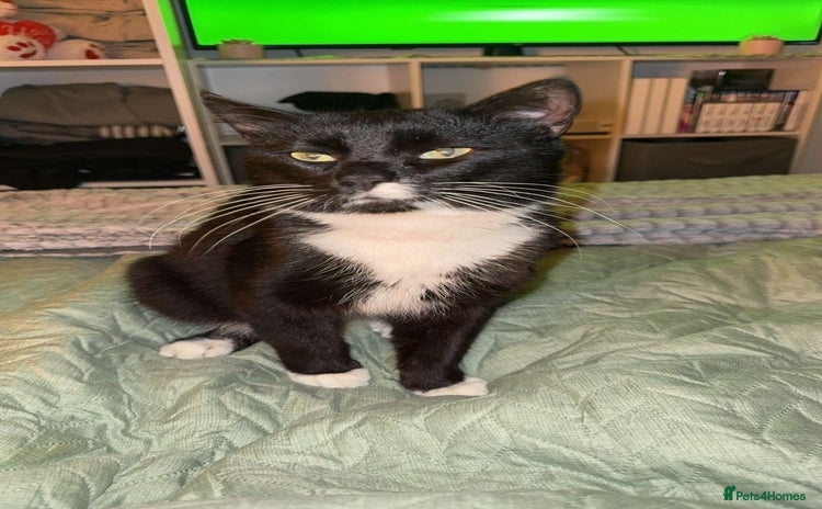 Mixed Breed cats for sale - Advert 2