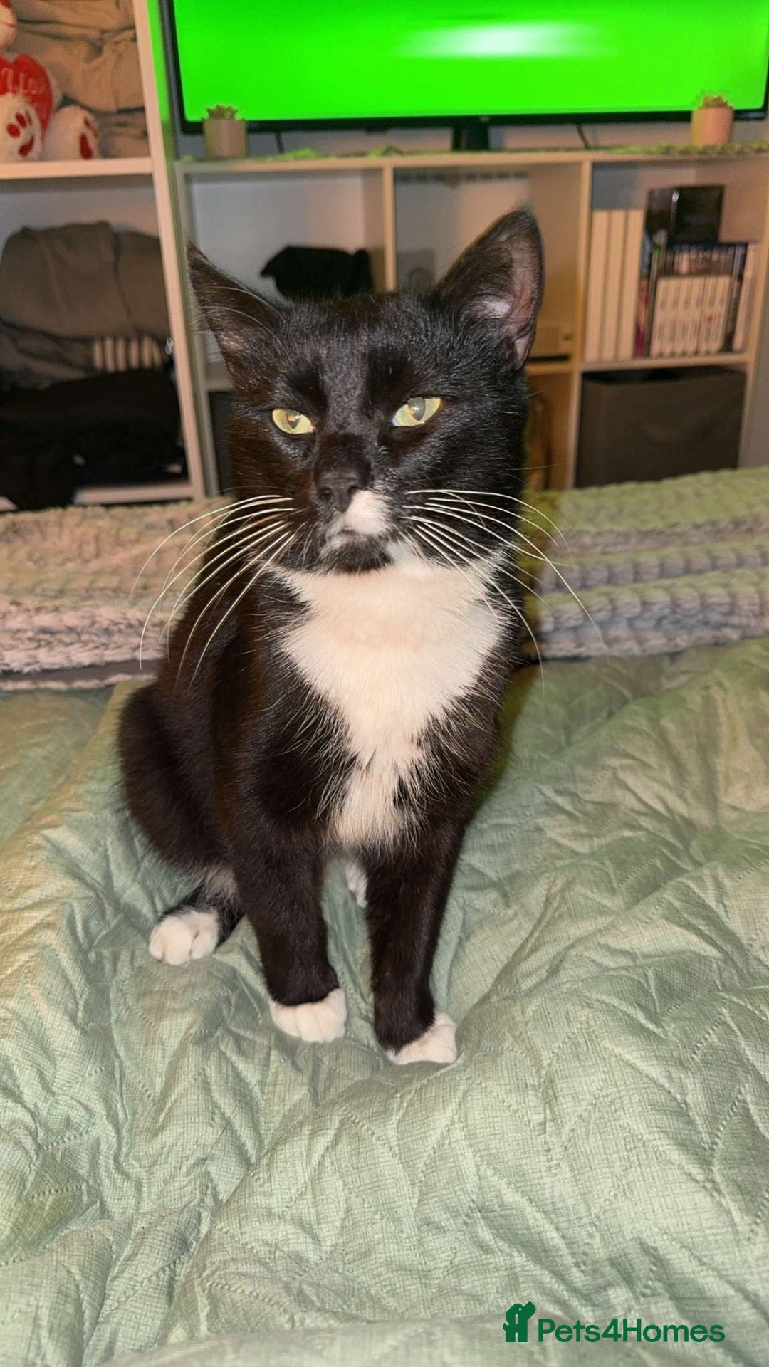 Mixed Breed cats for sale: Tuxedo male cat for sale - Image 1