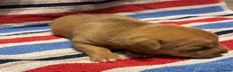 Jack Russell dogs for sale: 2 beautiful female Jack Russell puppies - Advert 9