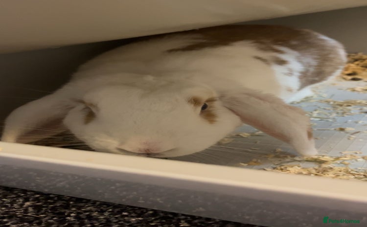 French Lop rabbits - Advert 1