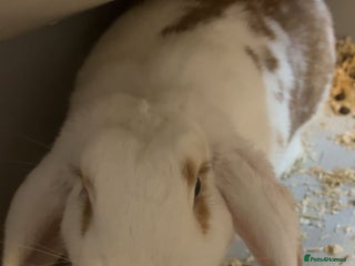 French Lop rabbits for sale - Advert 1