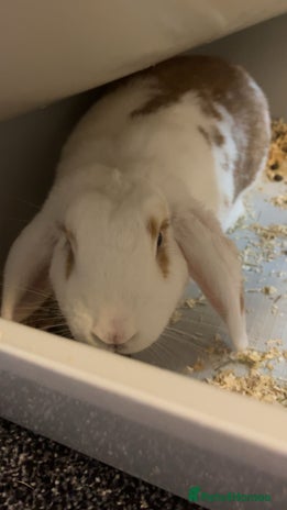 French Lop rabbits - Advert 1