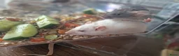 Rat rodents for sale: Beautiful full size and dwarf rats  - Advert 6