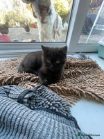 British Shorthair cats British shorthair chocolate brown mocha kitten - Advert 14