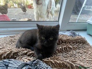 British Shorthair cats British shorthair chocolate brown mocha kitten - Advert 12