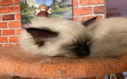 Ragdoll cats for sale: Ragdoll kittens boys and girls - Image 19