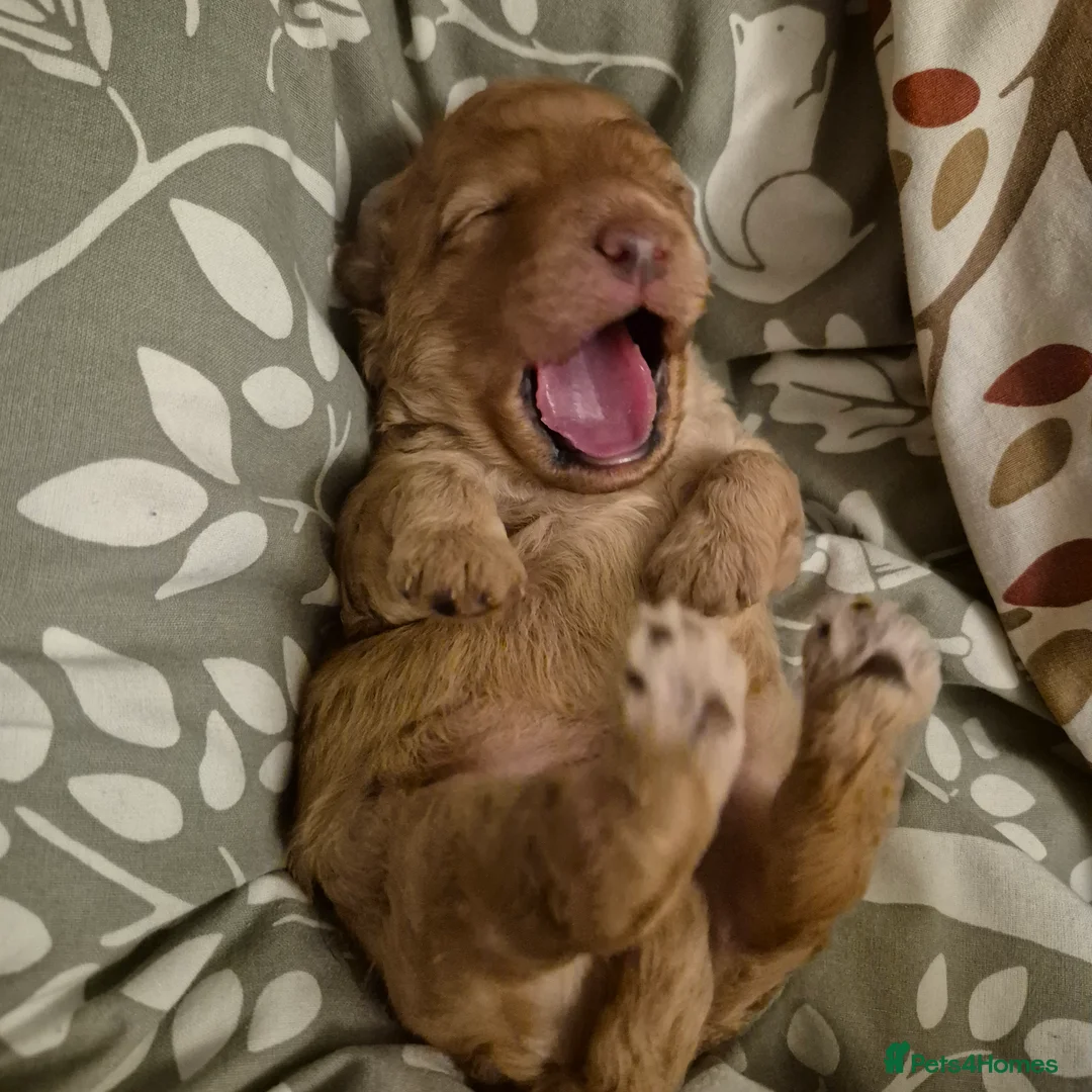 Cockapoo dogs for sale: Cockerpoo  - Advert 5