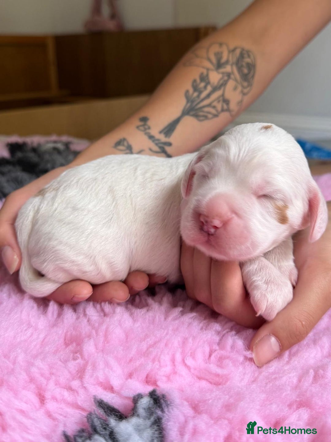 Cocker Spaniel dogs for sale: Gorgeous KC registered Working Cocker Spaniels - Image 16