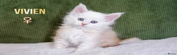 Maine Coon cats for sale: Rare Silver Shaded TICA Maine Coon Kittens in Canvey Island - Advert 9