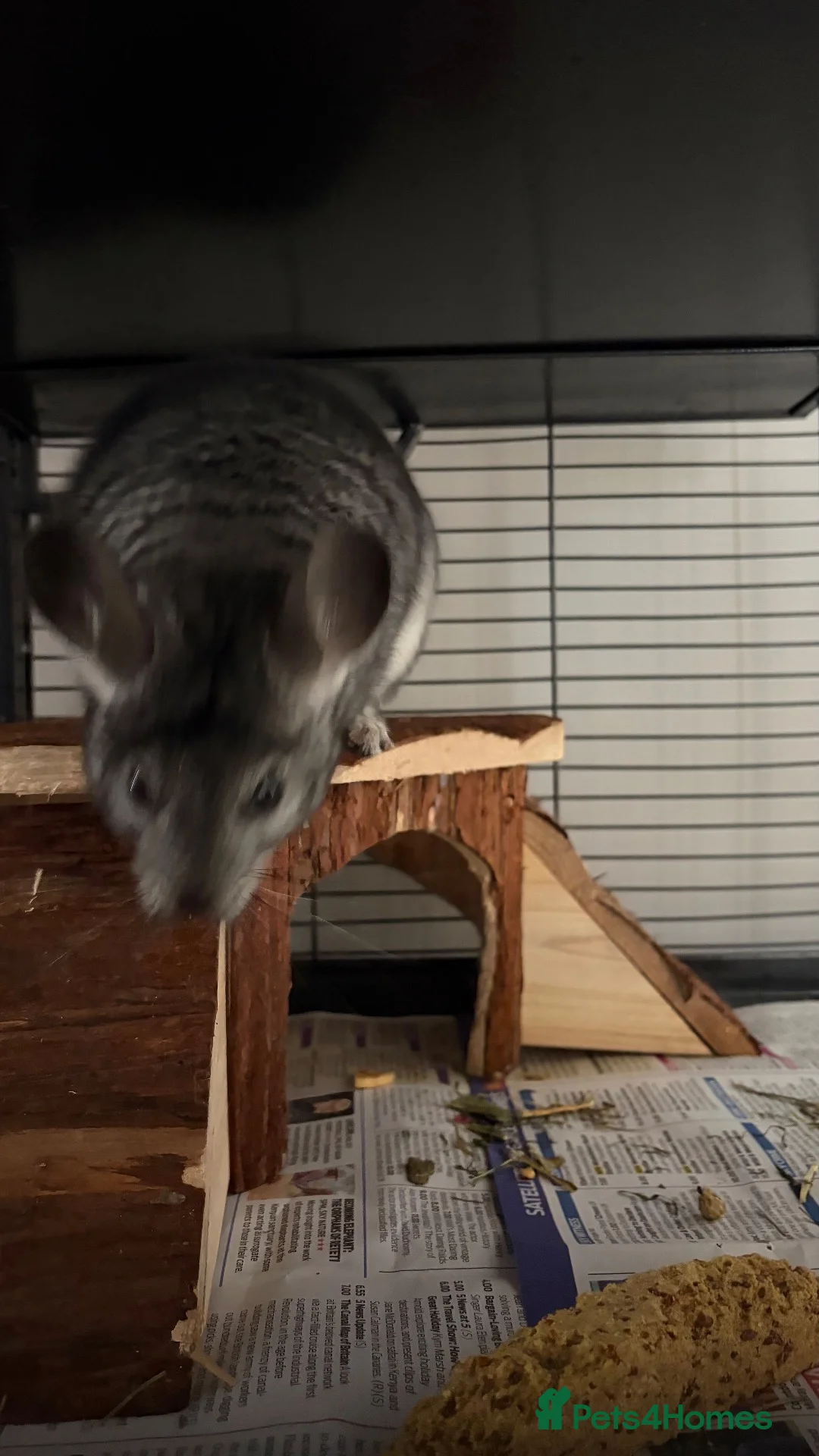 Chinchilla rodents for sale: 2 year old chinchilla in Leeds - Advert 2