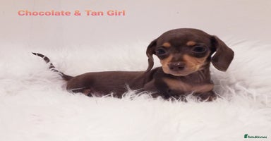 Miniature Dachshund dogs - Advert 9