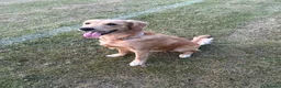 Golden Retriever dogs for sale: Golden Retriever  - Advert 1