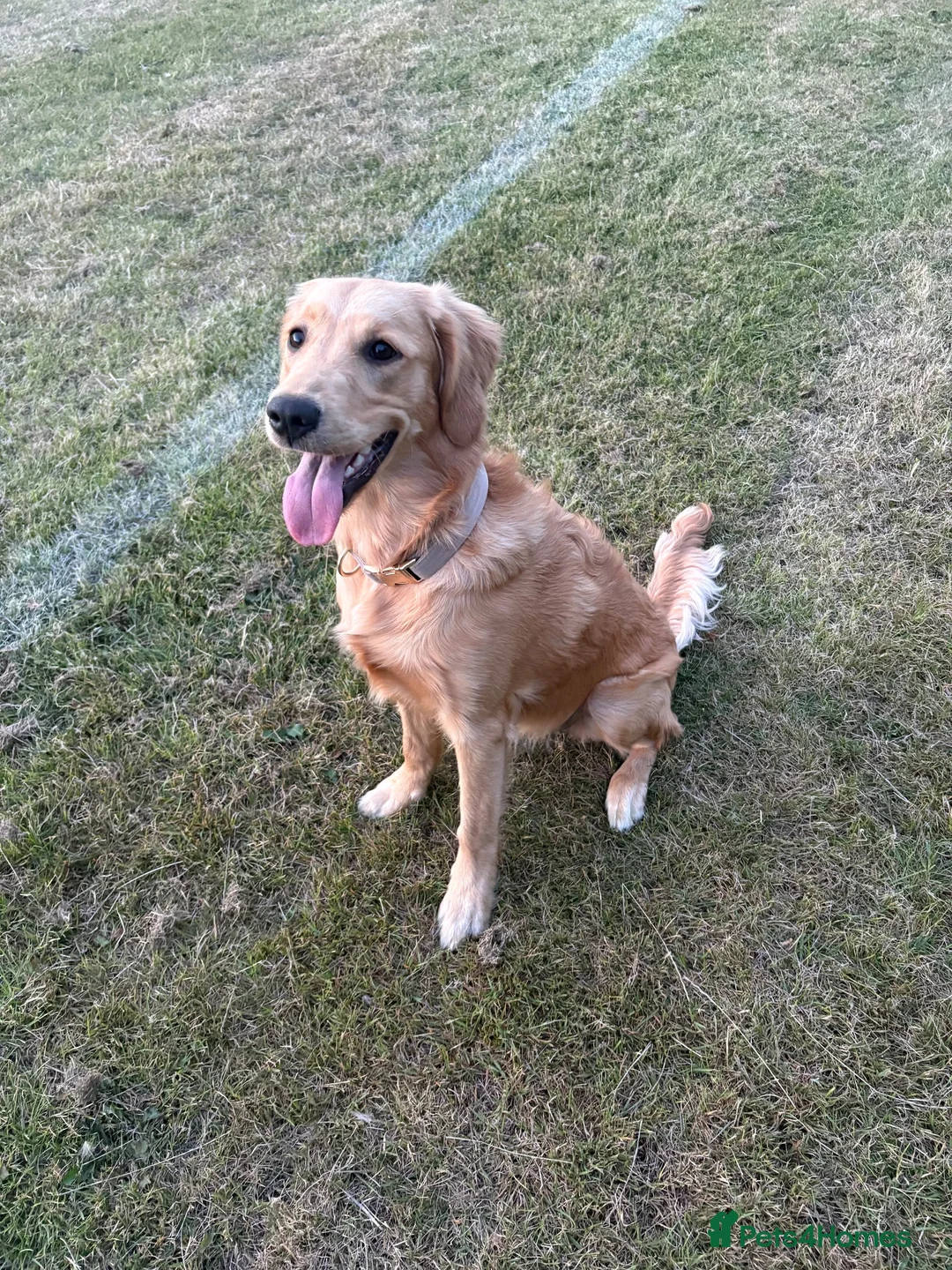 Golden Retriever dogs for sale: Golden Retriever  - Advert 1