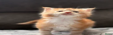 Maine Coon Kitten 3