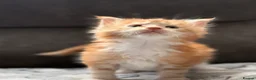 Maine Coon cats for sale: XL Maine coon kitten Tica registered parents  - Advert 16