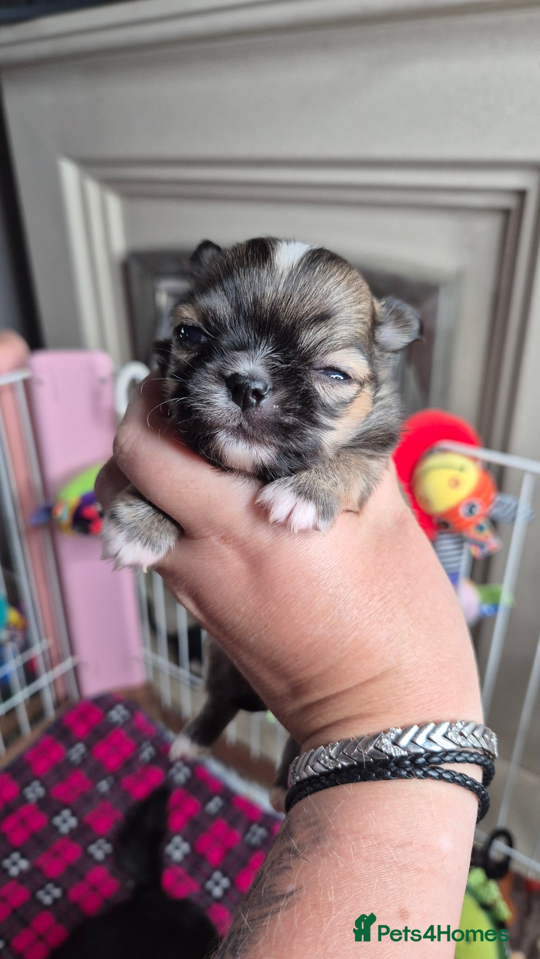Chihuahua dogs for sale: KC registered Chihuahua puppies  - Advert 27
