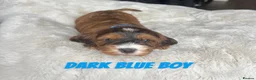 Cockapoo dogs for sale: F1 Cockapoo Puppies PRA Clear! KC Parents!  in Sittingbourne - Advert 7