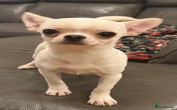 Chihuahua dogs for stud: TINY 1.1 kg Cream/ white apple head chihuahua  - Image 4