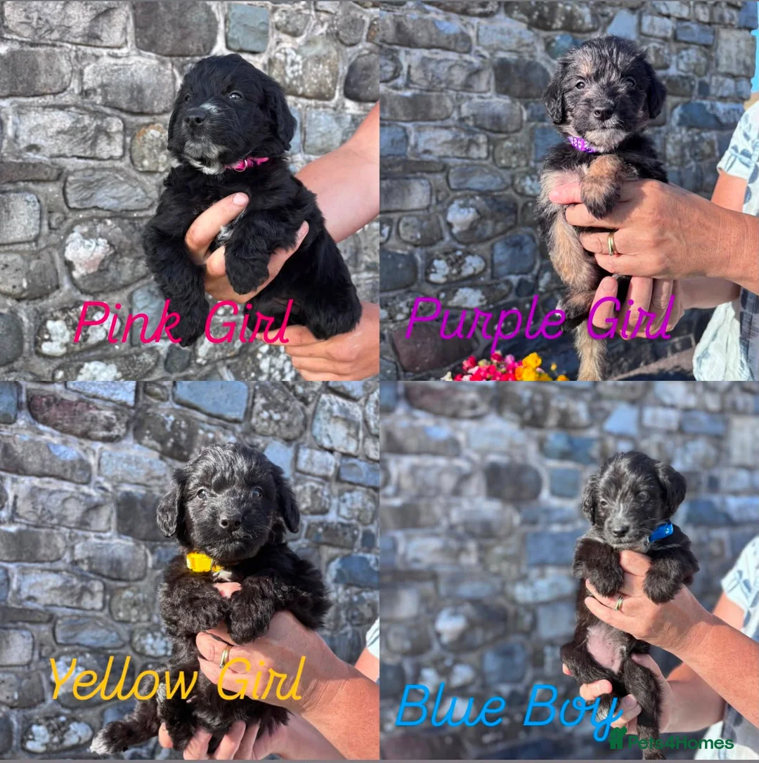 Bordoodle dogs for sale: 🐶😍Gorgeous Borderdoodle Puppies😍🐶 - Advert 1