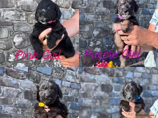 Bordoodle dogs 🐶😍Gorgeous Borderdoodle Puppies😍🐶 - Advert 2