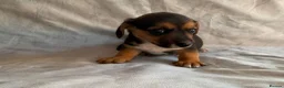 Jack Russell dogs for sale: Miniature Jack Russell puppies  - Advert 12