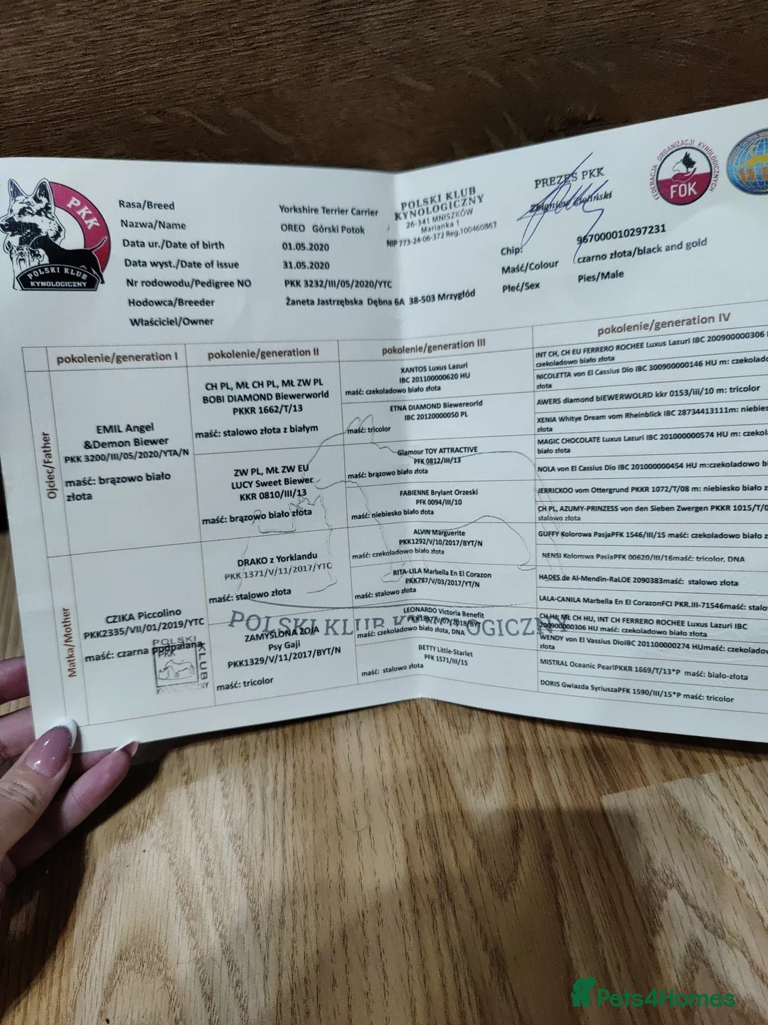 Yorkshire Terrier dogs for stud: Outstanding Yorkshire terrier for STUD only in Hull - Advert 22