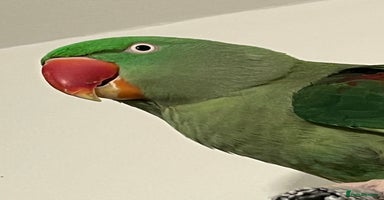 Parakeets birds - Advert 1