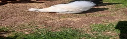 Chickens poultry for sale: Silkie hens - Advert 2