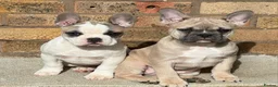 French Bulldog dogs for sale: 3 Beautiful French Bulldog looking for a new home - Advert 7