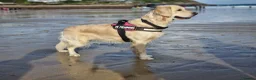 Golden Retriever dogs for sale: KC Registered Golden Retriever Puppies Available - Advert 3