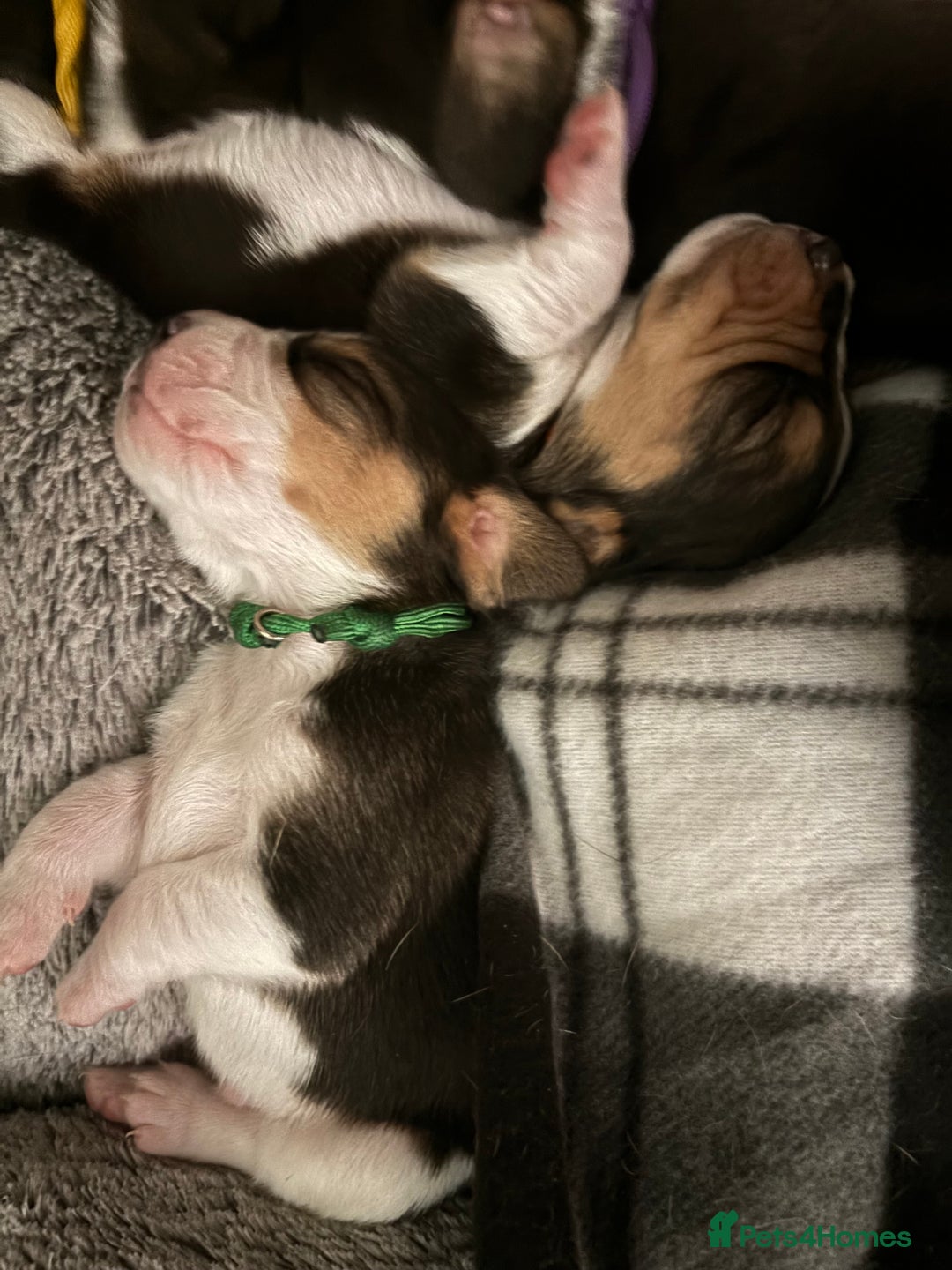 Beagle dogs for sale: Purebred Beagle Puppies – 4 Boys & 2 Girls - Image 4