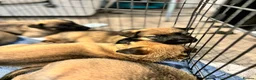 German Shepherd dogs for sale: 2 MALES LEFT German Shepherd puppies - Advert 7