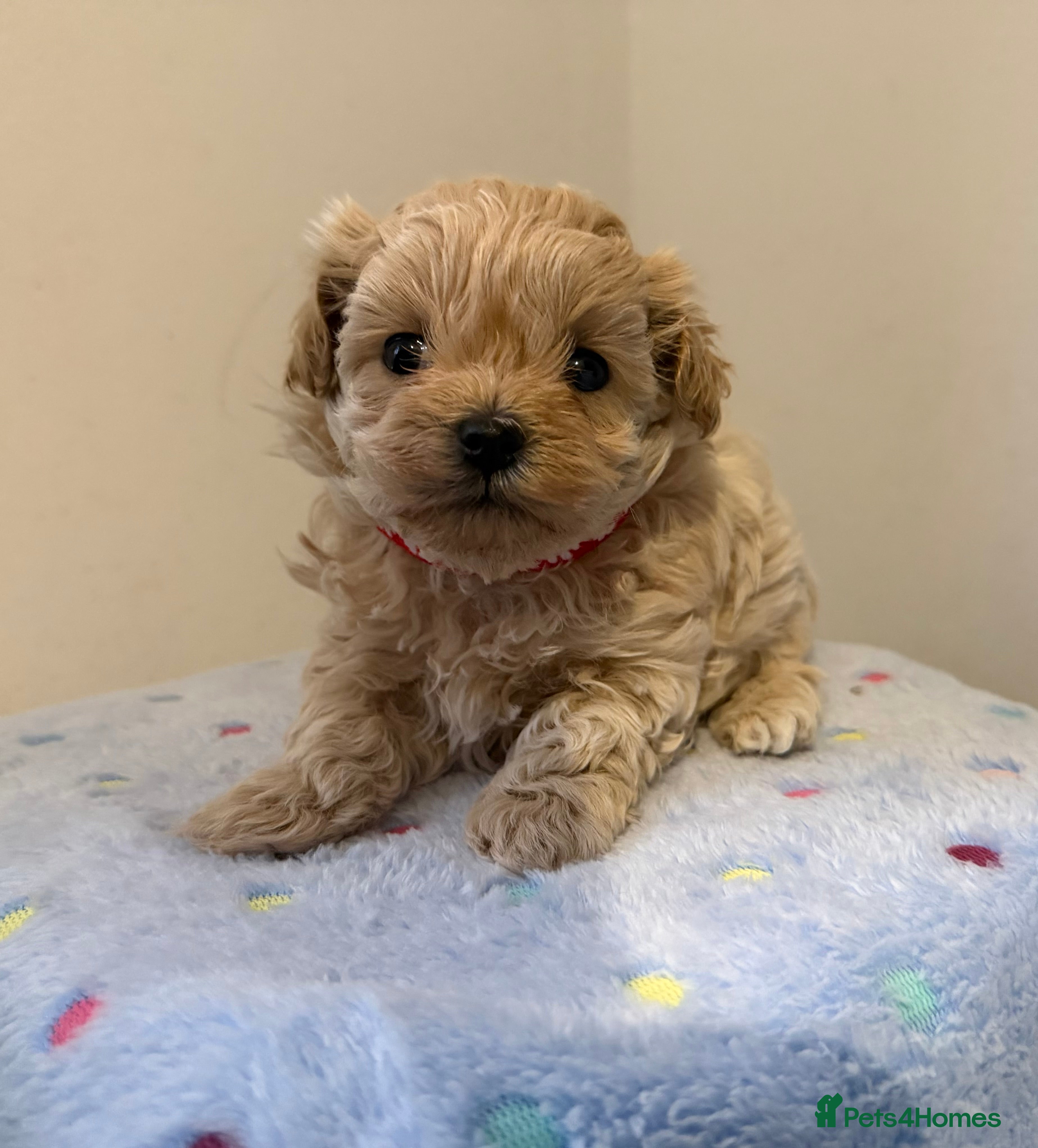 Maltipoo dogs Small Maltipoo puppy’s - Advert 12