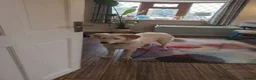 Mixed Breed dogs for adoption: Meet Luna, currently residing in Yorkshire  in Selby - Advert 3