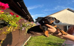 Dachshund dogs for sale: Gorgeous little Dachshund pups - Image 1