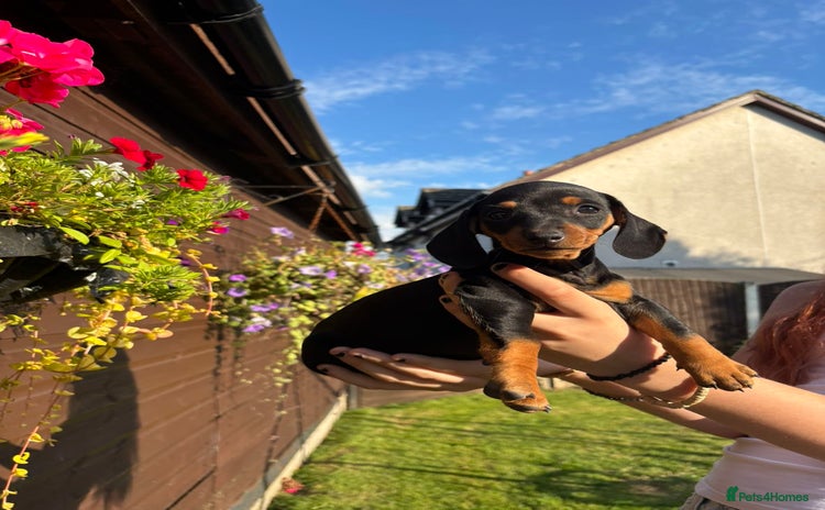 Dachshund dogs - Advert 11
