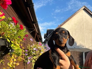 Dachshund dogs - Advert 8